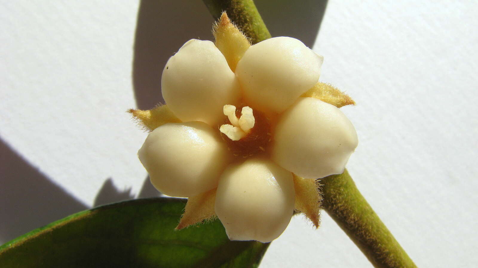 Image of Diospyros gaultheriifolia Mart. ex Miq.