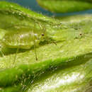 Imagem de Macrosiphum (Macrosiphum) clydesmithi (Robinson 1980)