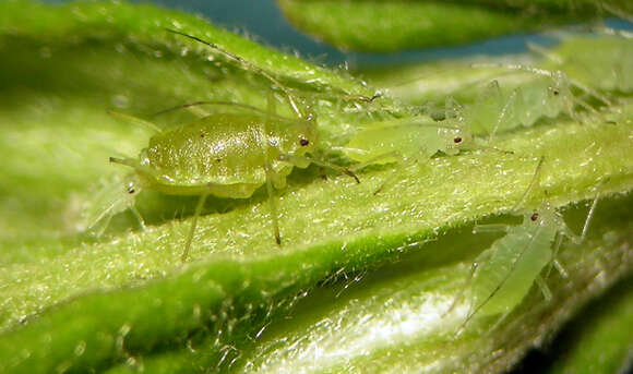 Imagem de Macrosiphum (Macrosiphum) clydesmithi (Robinson 1980)