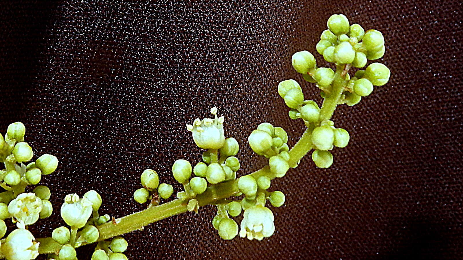 Image of wingleaf soapberry