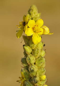 Image of Great Mullein