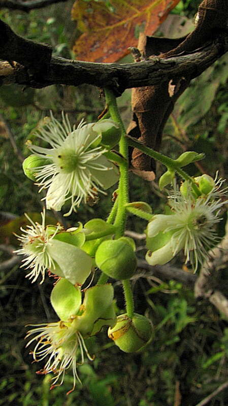 Image of Curatella americana L.