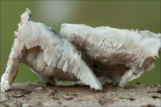 Image de Polypore bleuté