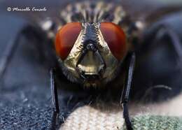 Image of flesh flies