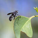 Image of Gerocyptera fenestrata (Paramonov 1956)