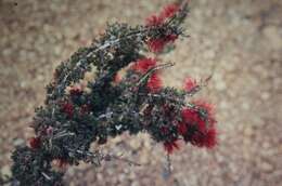 Image of Melaleuca cyrtodonta Turcz.