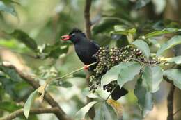 صورة Hypsipetes leucocephalus nigerrimus Gould 1863