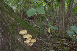 Image of shaggy scalycap