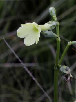 Image of Chelonanthus