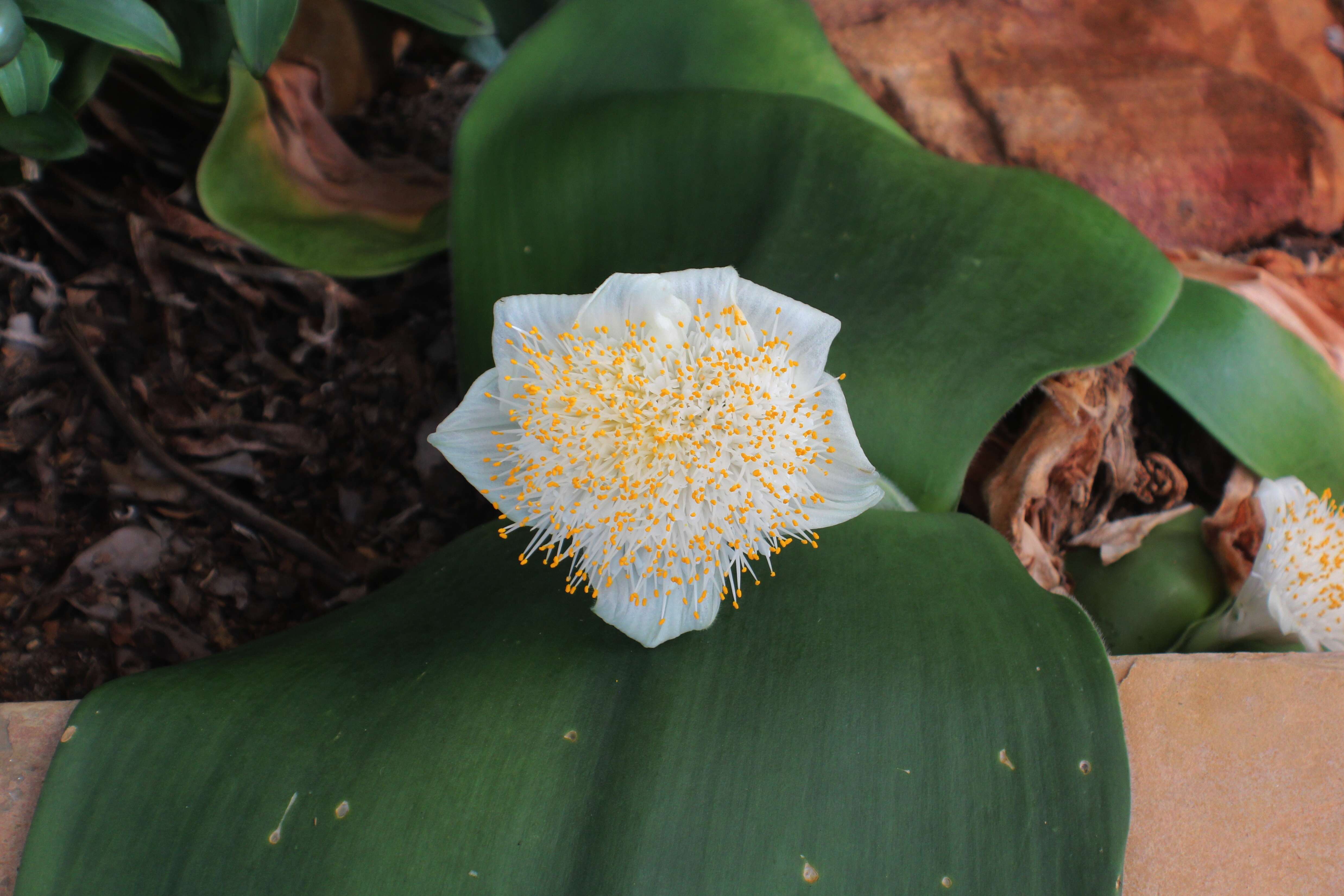 Imagem de Haemanthus deformis Hook. fil.