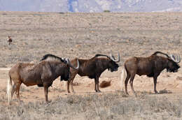 Image of wildebeest