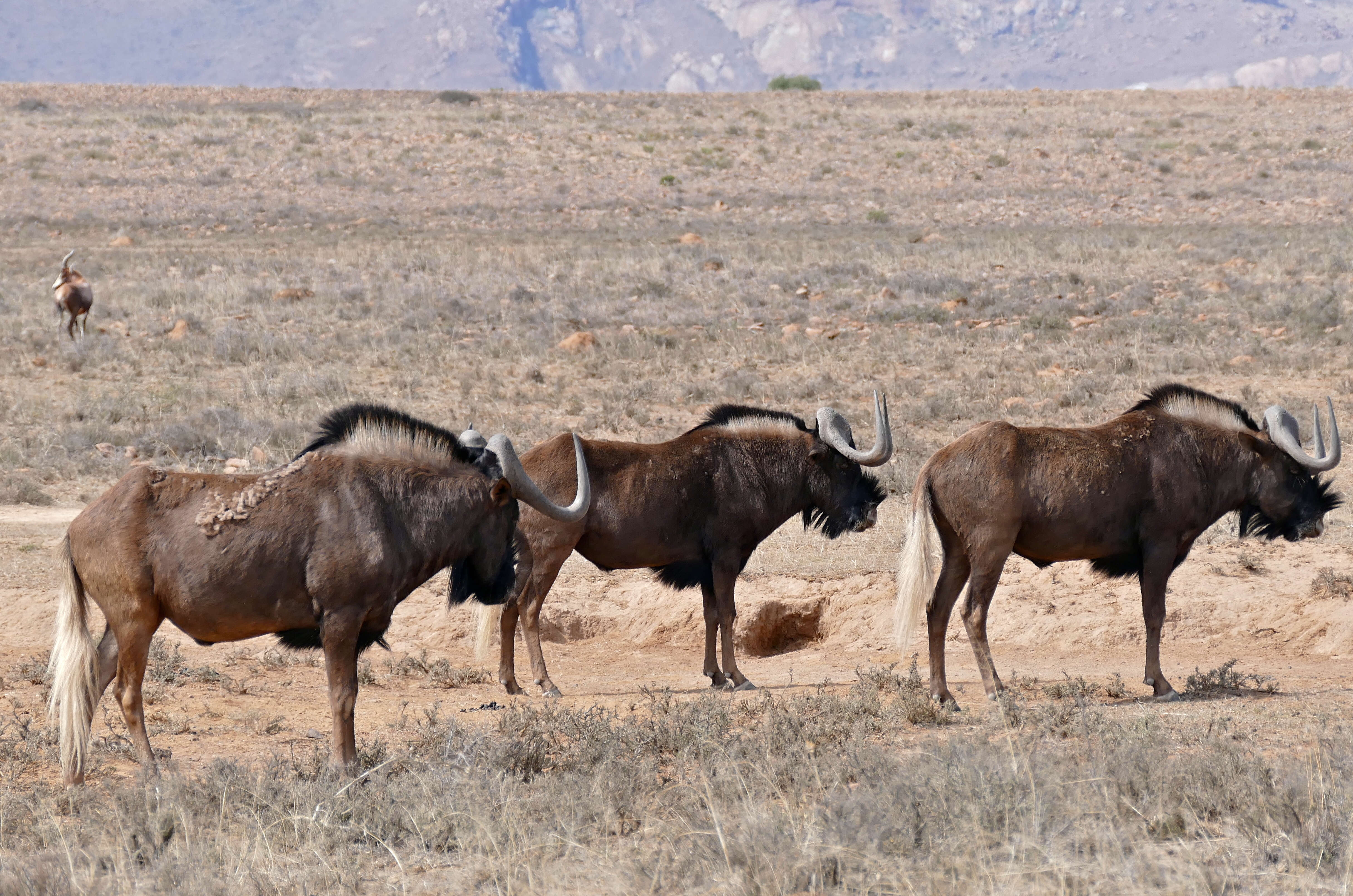 Image of Black Wildebeest