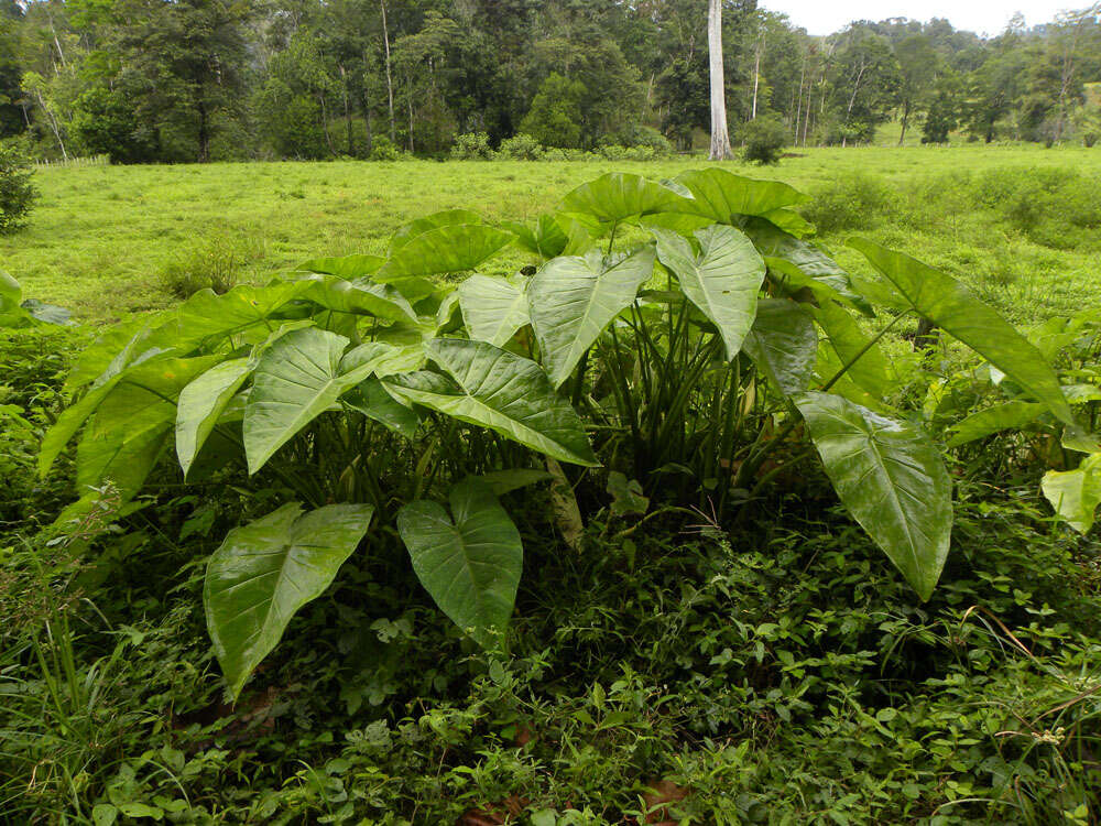 Image of elephant's ear