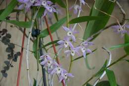 Sivun Dendrobium hercoglossum Rchb. fil. kuva