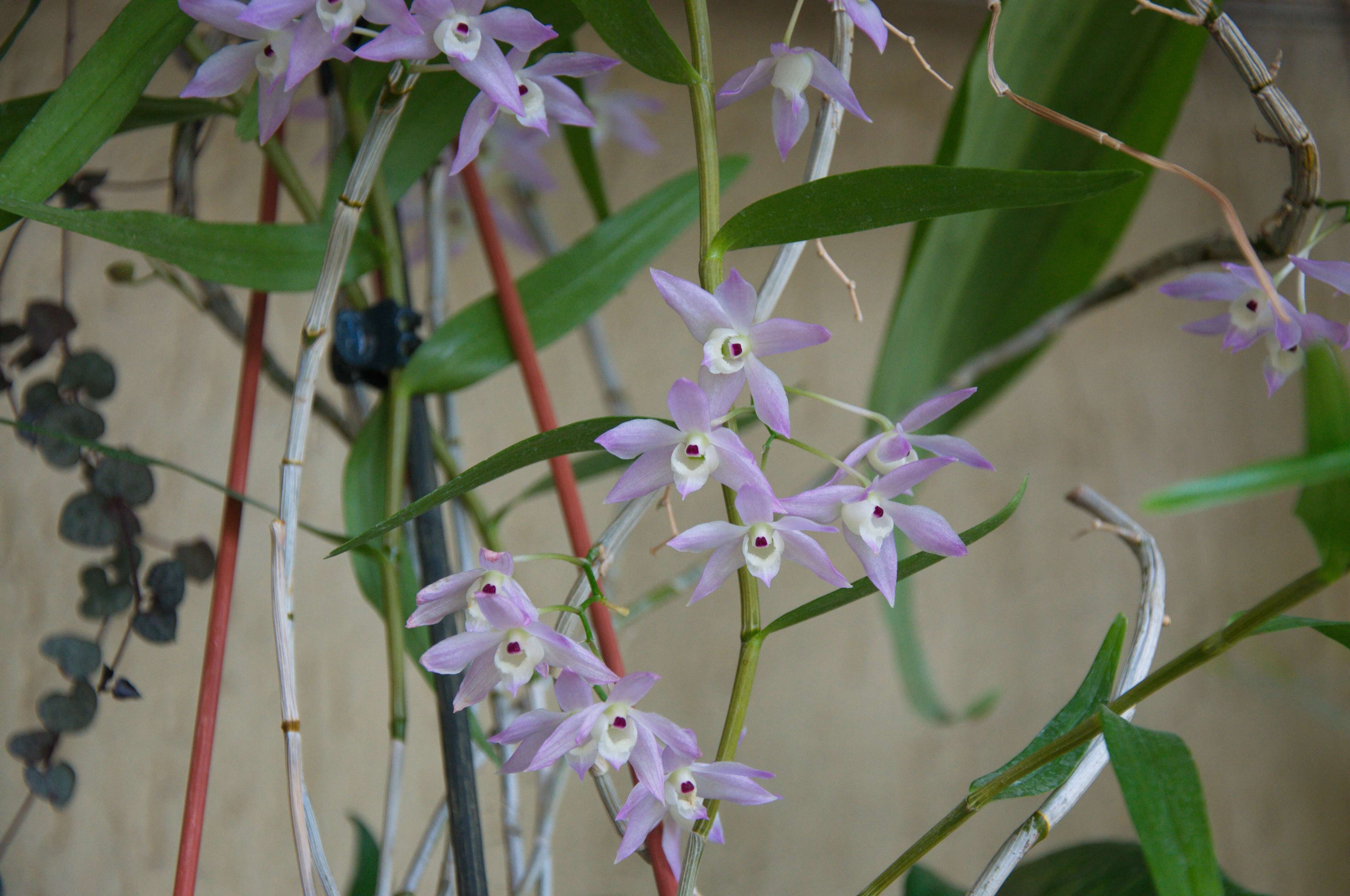 صورة Dendrobium hercoglossum Rchb. fil.