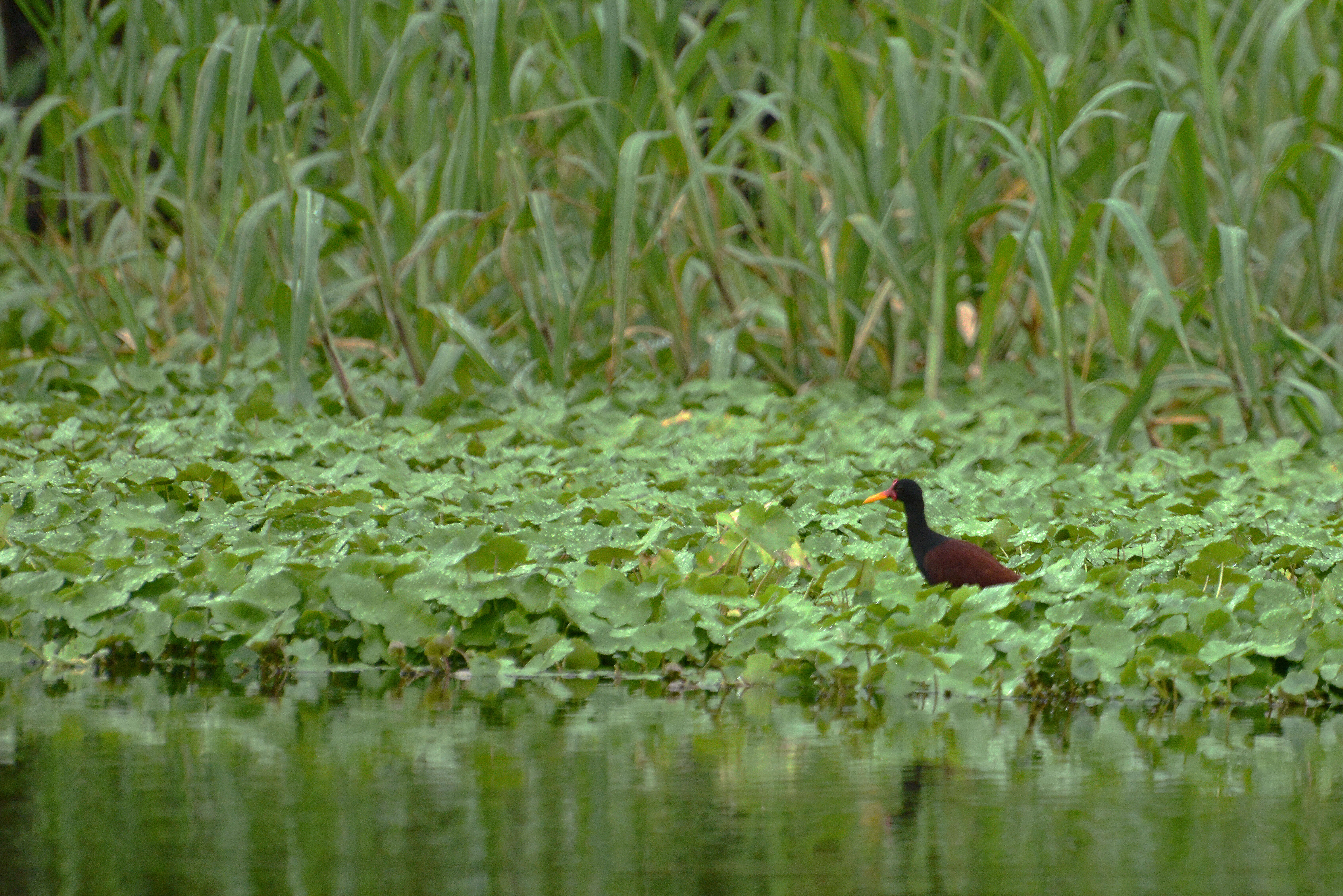 Image of Wattled Jacana