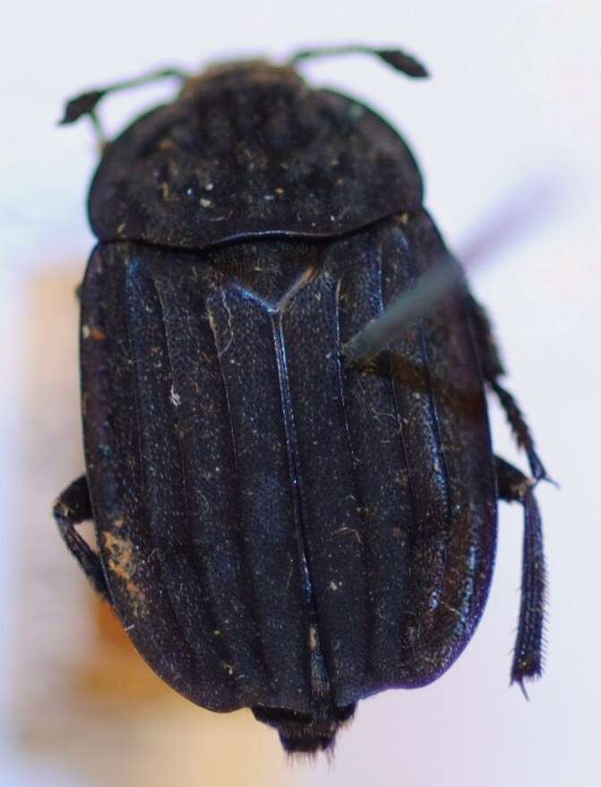 Слика од Silphinae