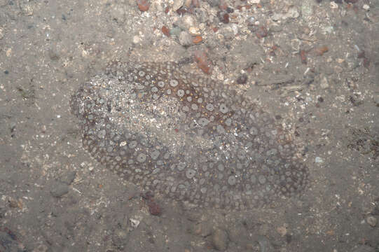 Image of Peacock sole