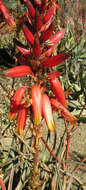 Image of Aloe wickensii Pole-Evans