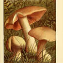 Imagem de Entoloma sinuatum (Bull.) P. Kumm. 1871