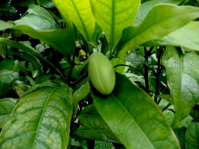 Image of Magnolia coco (Lour.) DC.