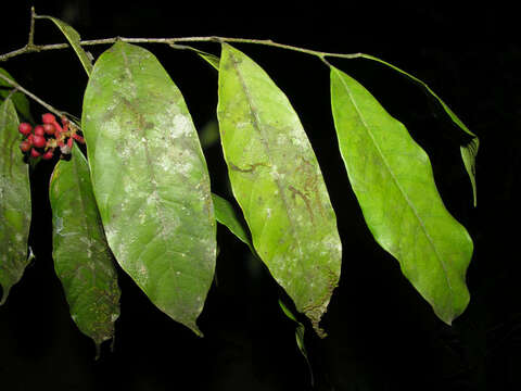 Image of Sorocea affinis Hemsl.