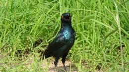 Image of Lamprotornis Temminck 1820