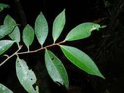 Plancia ëd Ardisia dunlapiana P. H. Allen