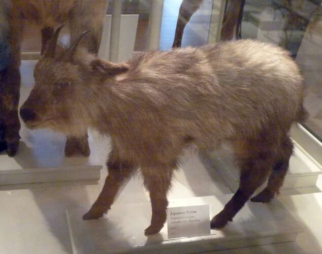 Image of Serow