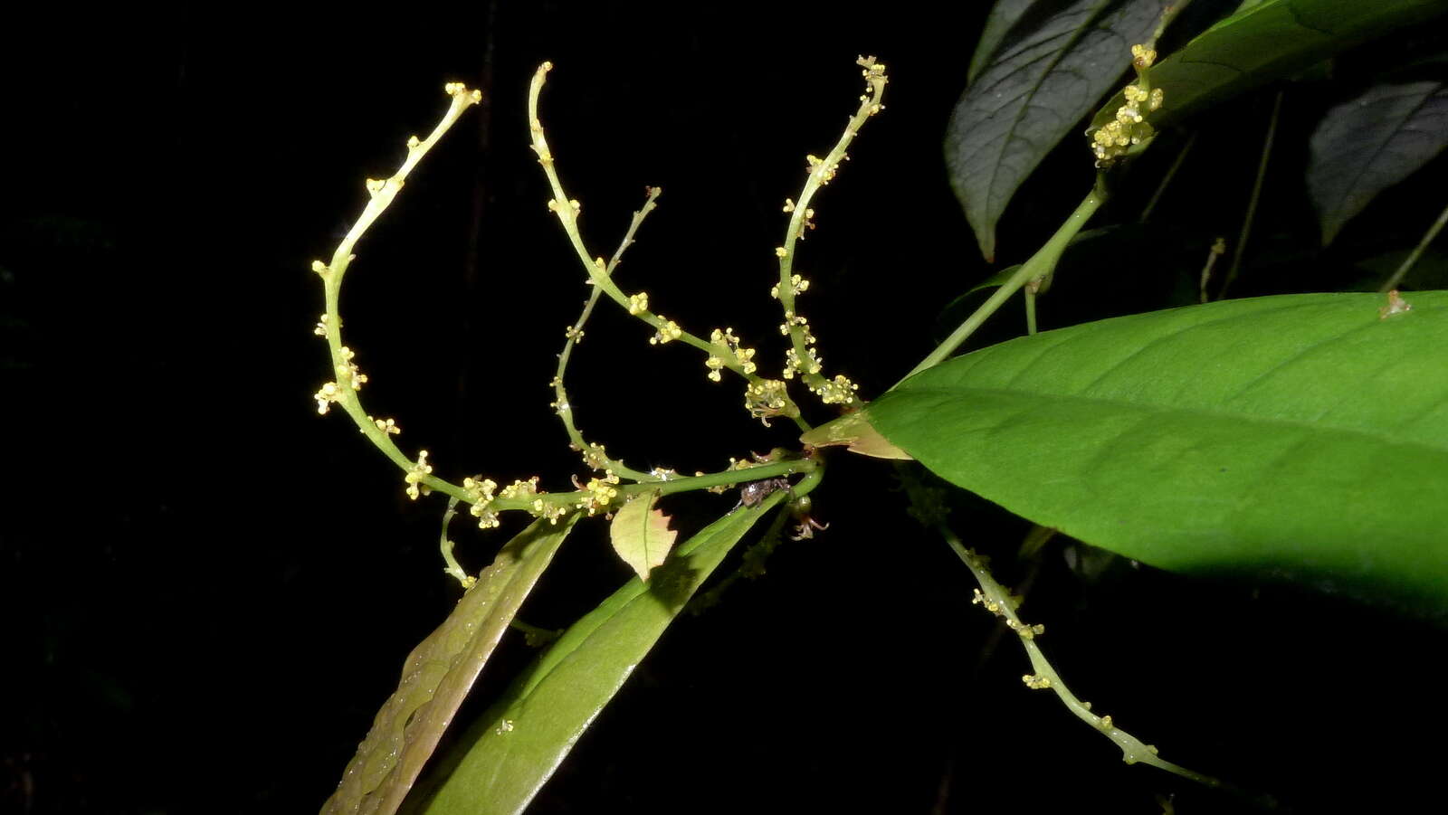 Image of Gymnanthes glabrata (Mart.) Govaerts