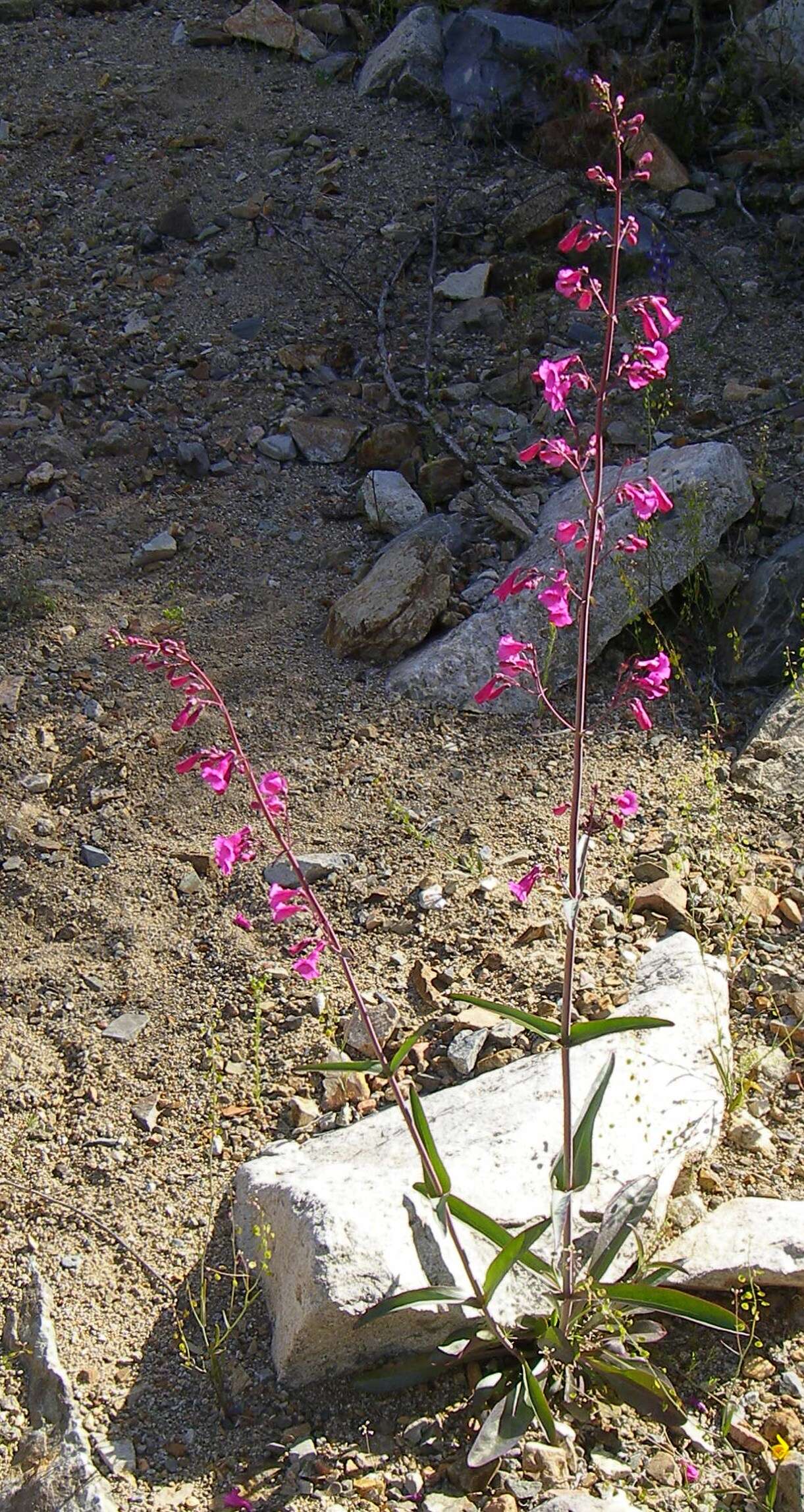 Image of Parry's beardtongue