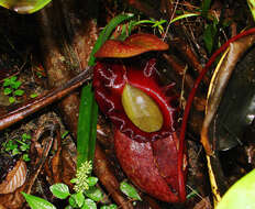 Image of tropical pitcher plants