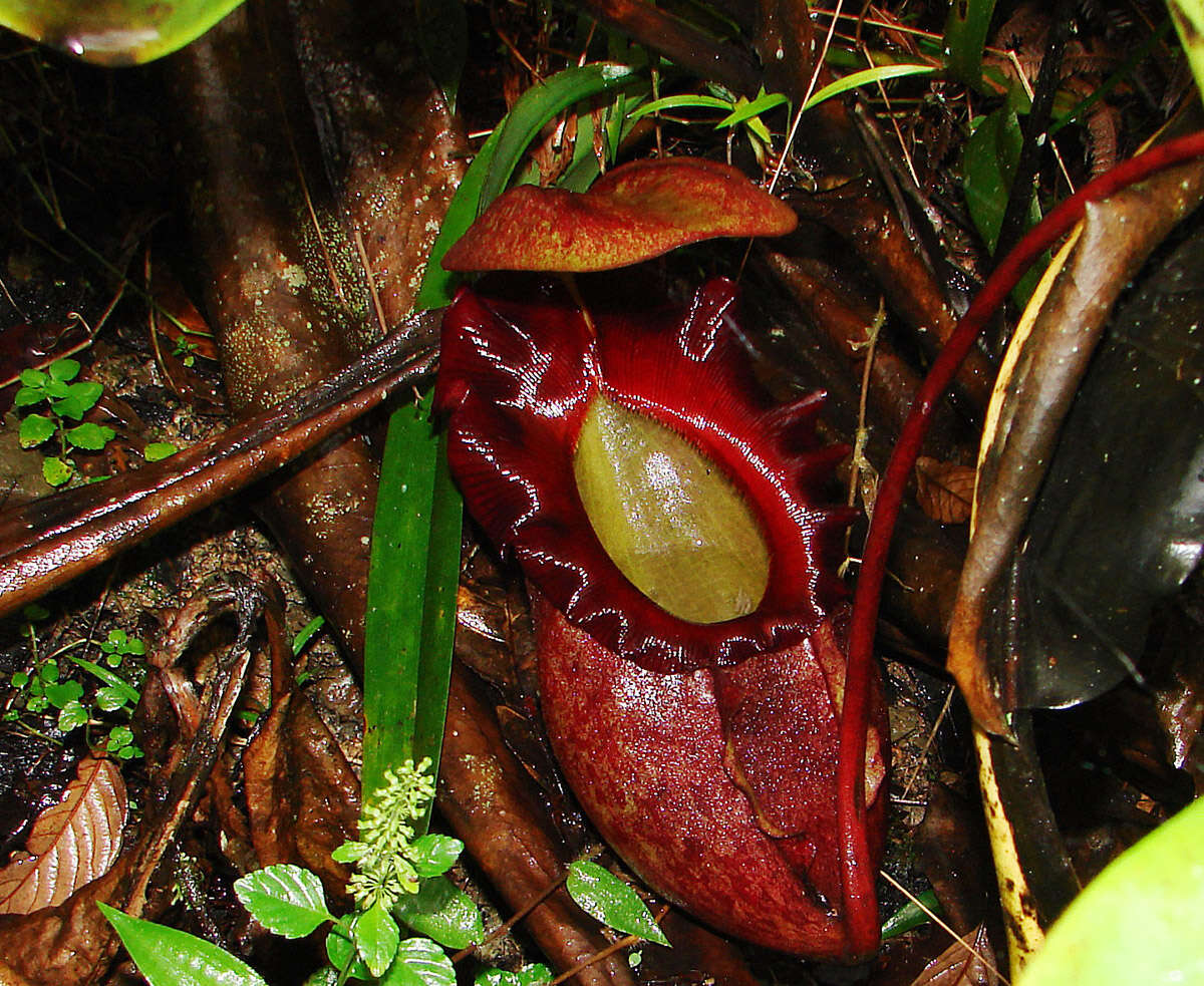 Image of Giant Malaysian Pitcher Plant