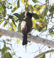 Image de Bulbul tricolore