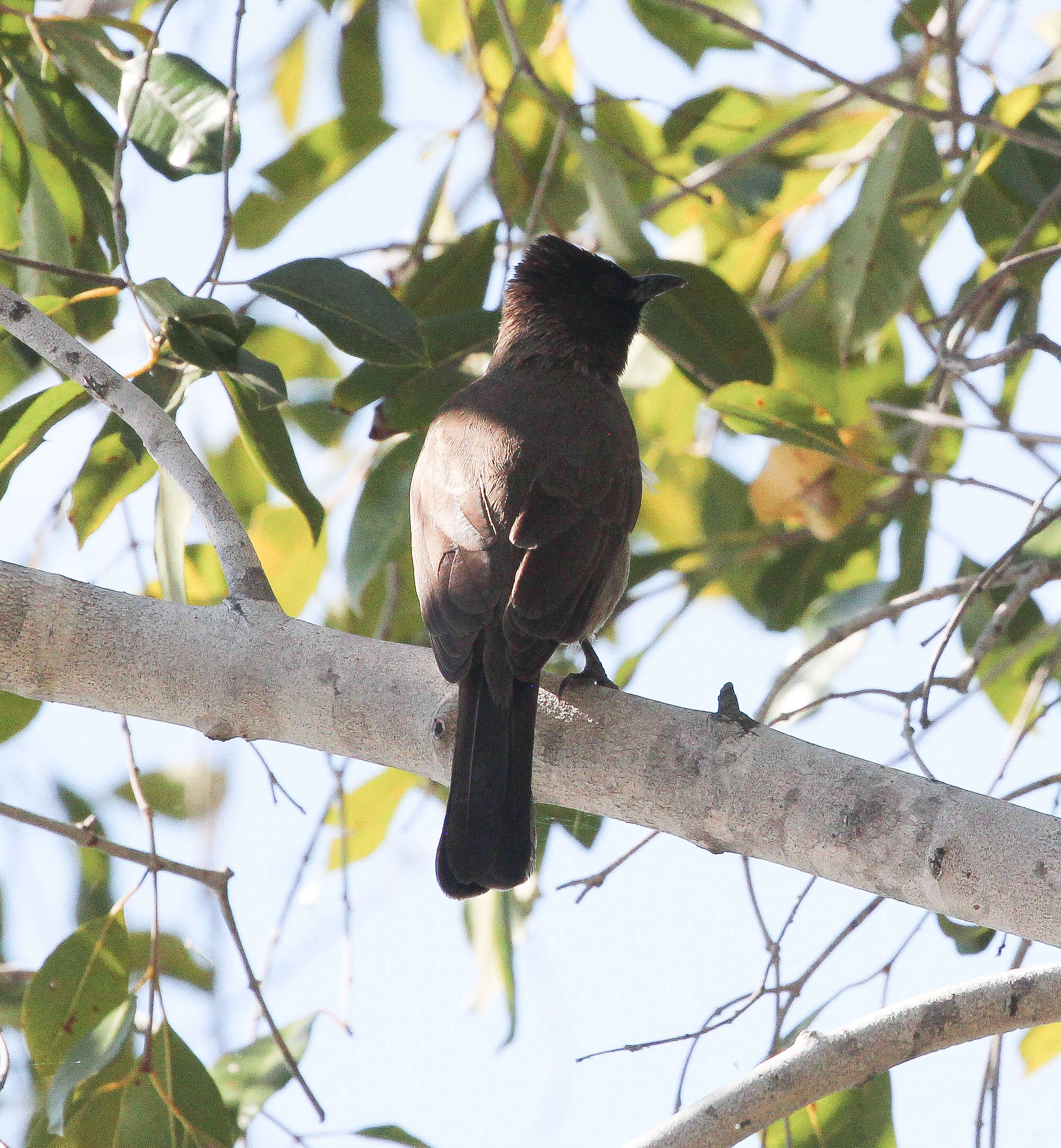 Image of Dark-capped Bulbul