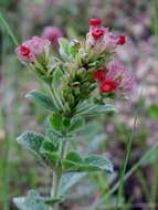 Image of blue porterweed