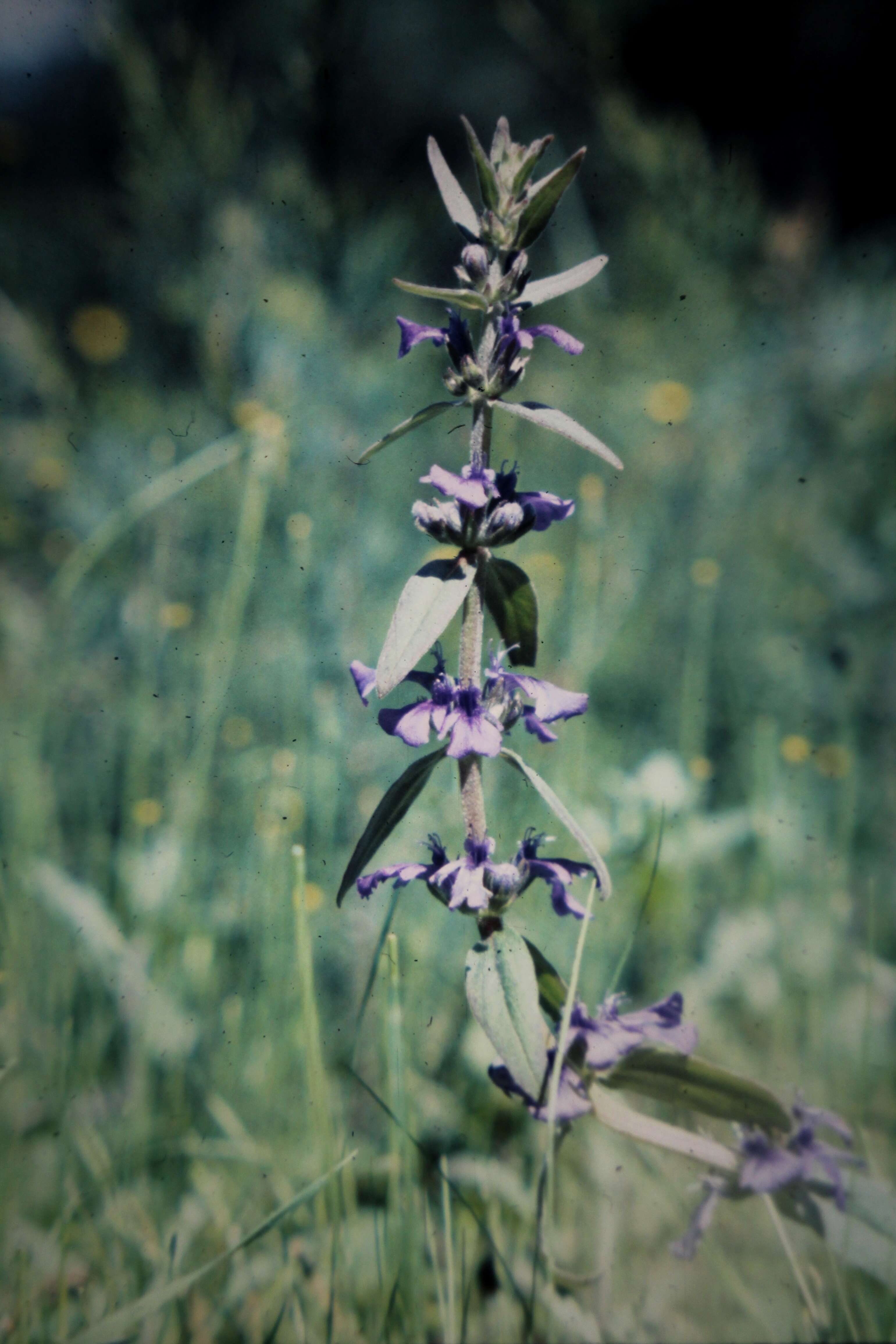 Image of Ajuga australis R. Br.