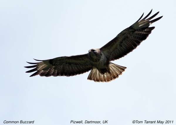 Image of Buteo Lacépède 1799