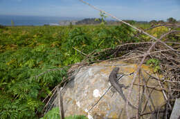 Image of Western Fence Lizard