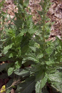 Imagem de Verbascum blattaria L.