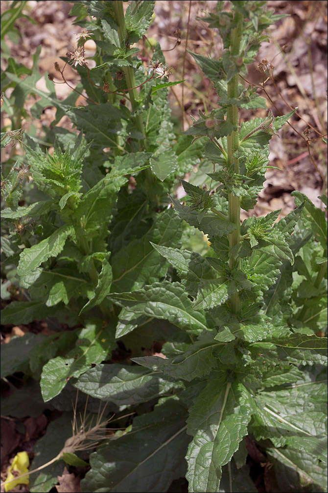 Image of moth mullein