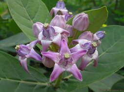 Image of calotropis