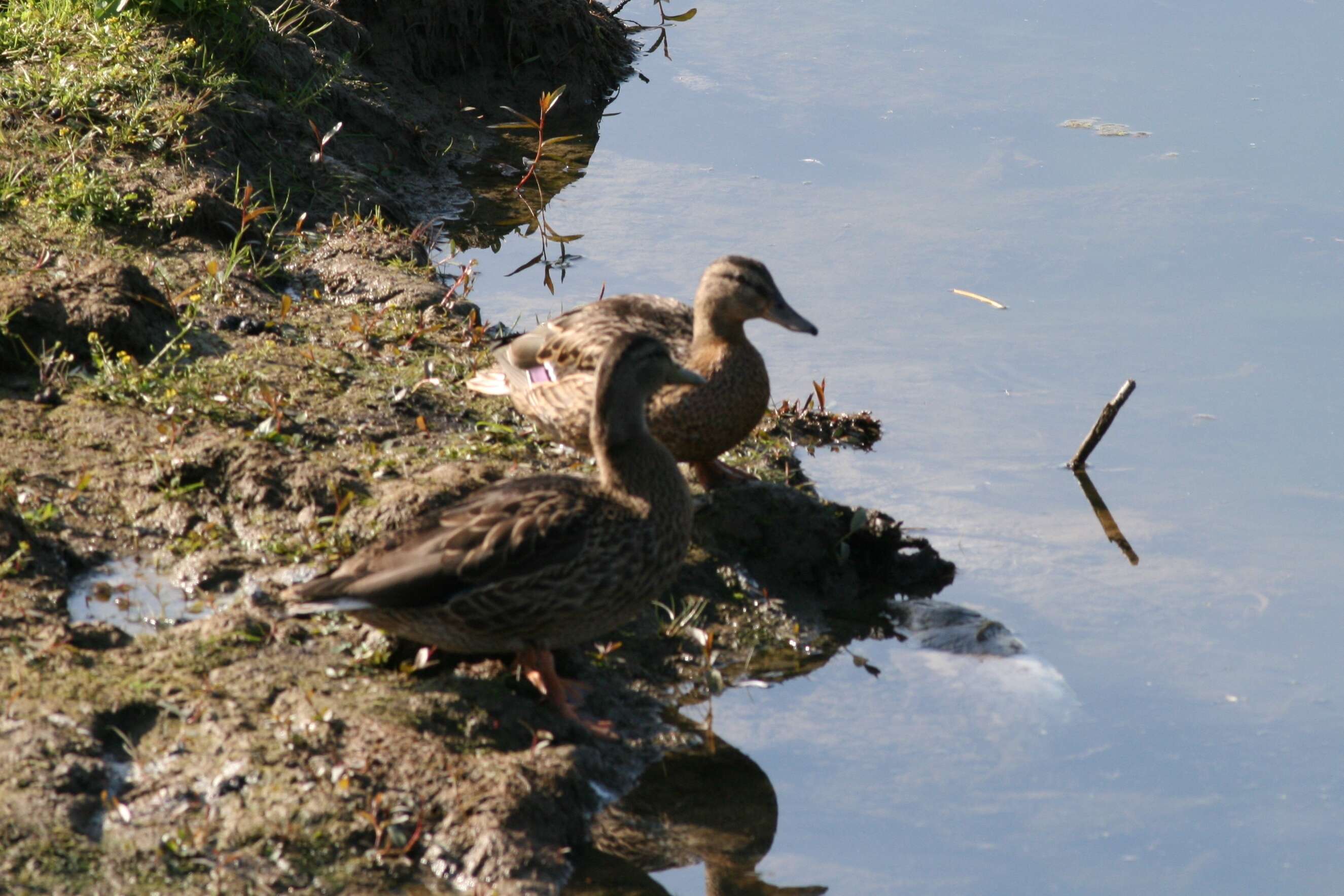 Image de Canard colvert