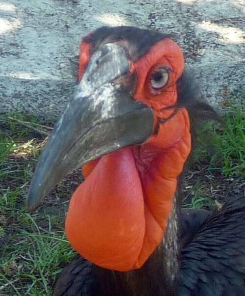 Image of ground-hornbills