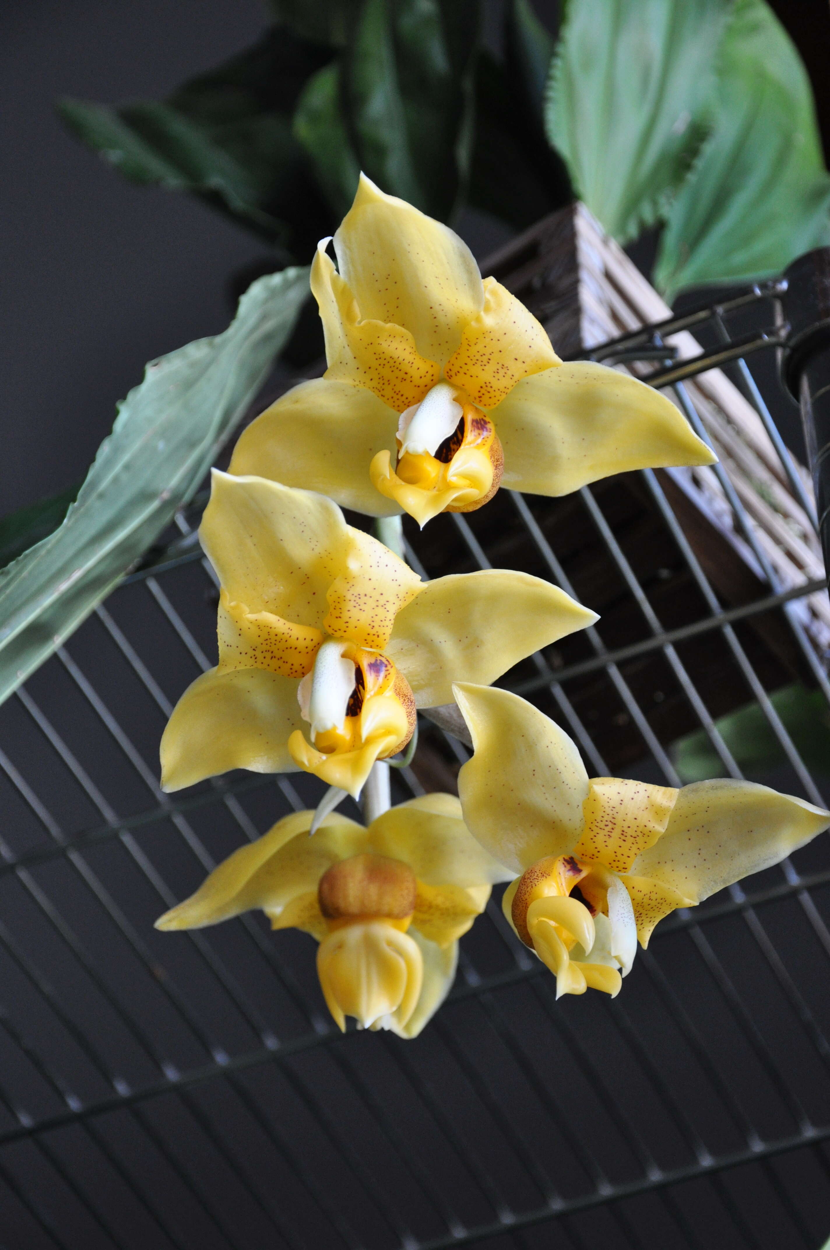 Image of Stanhopea orchid