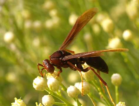 Слика од Polistes major Pal. de Beauv. 1818