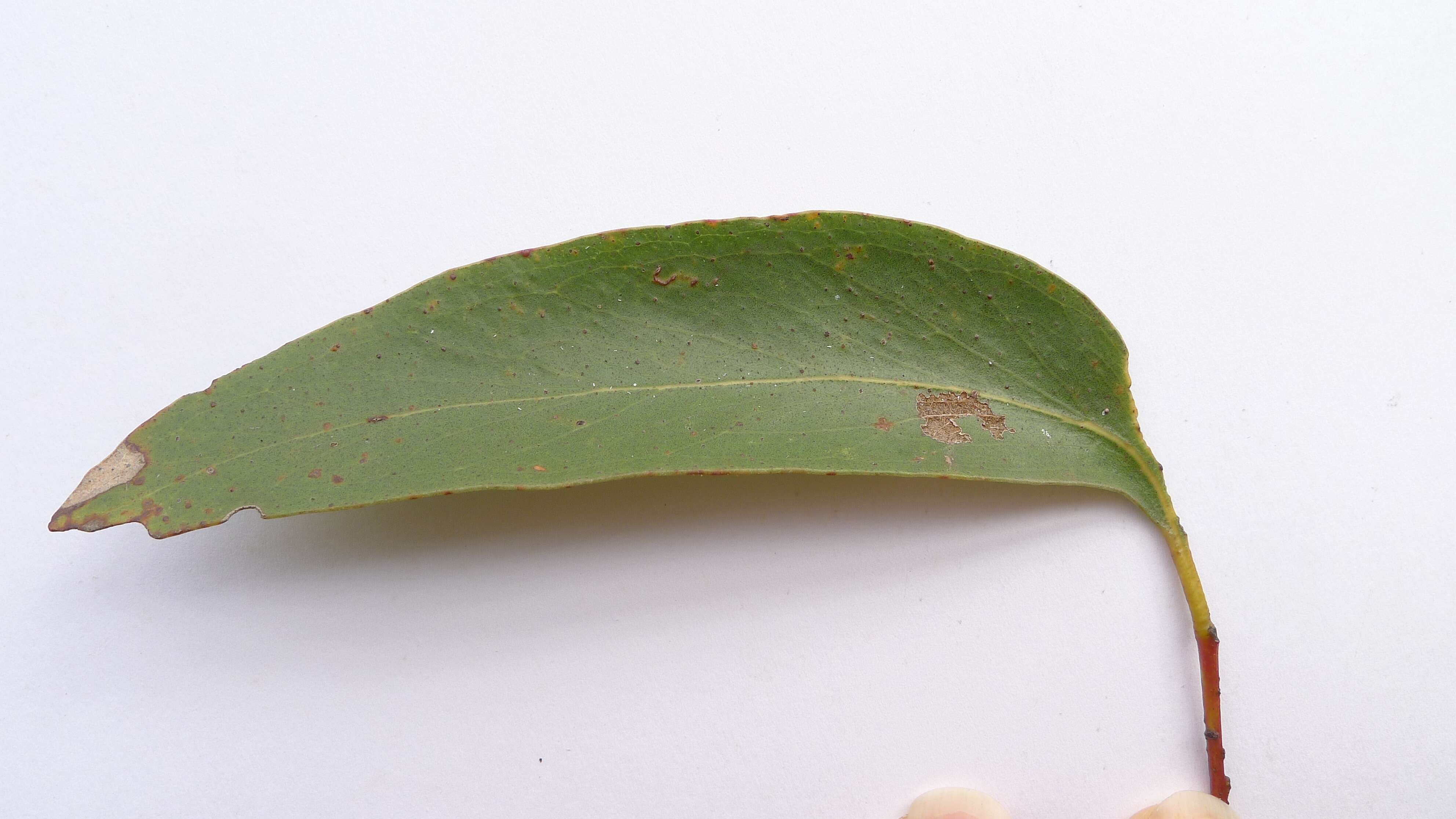 Imagem de Eucalyptus sieberi L. A. S. Johnson