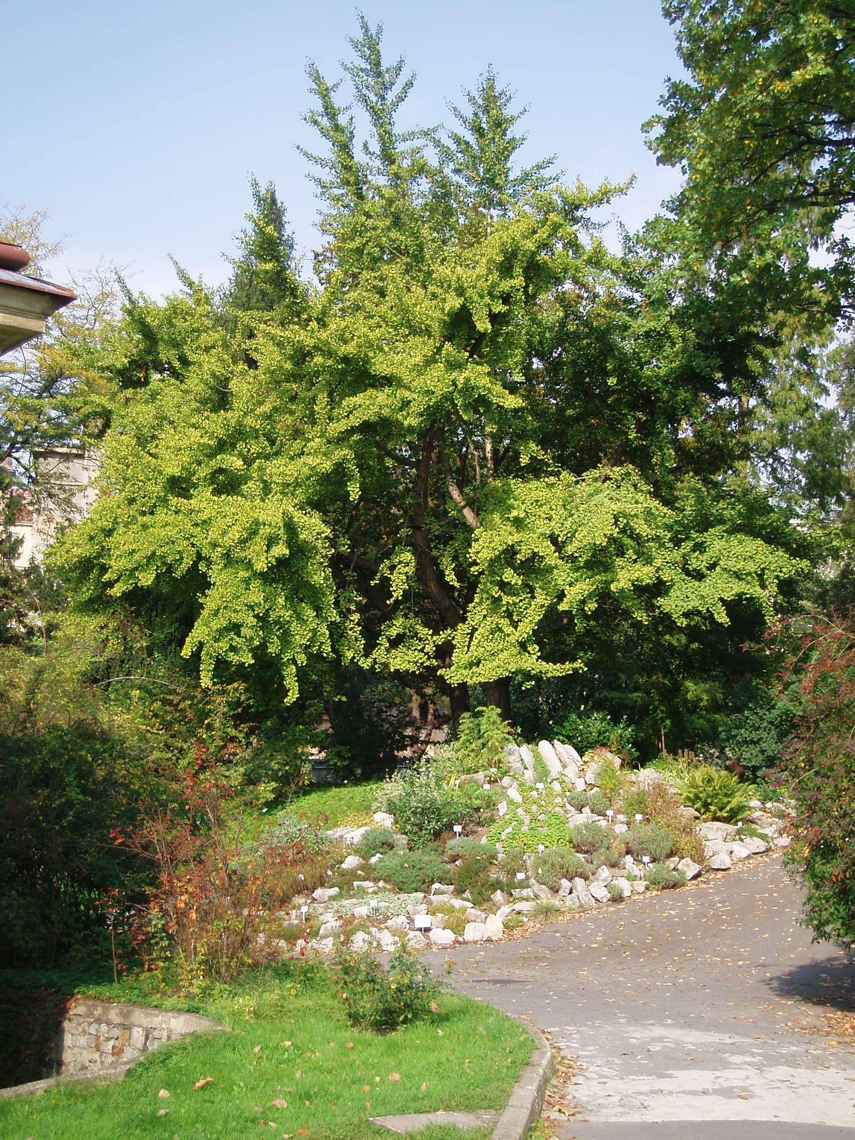 Image of Ginkgoopsida