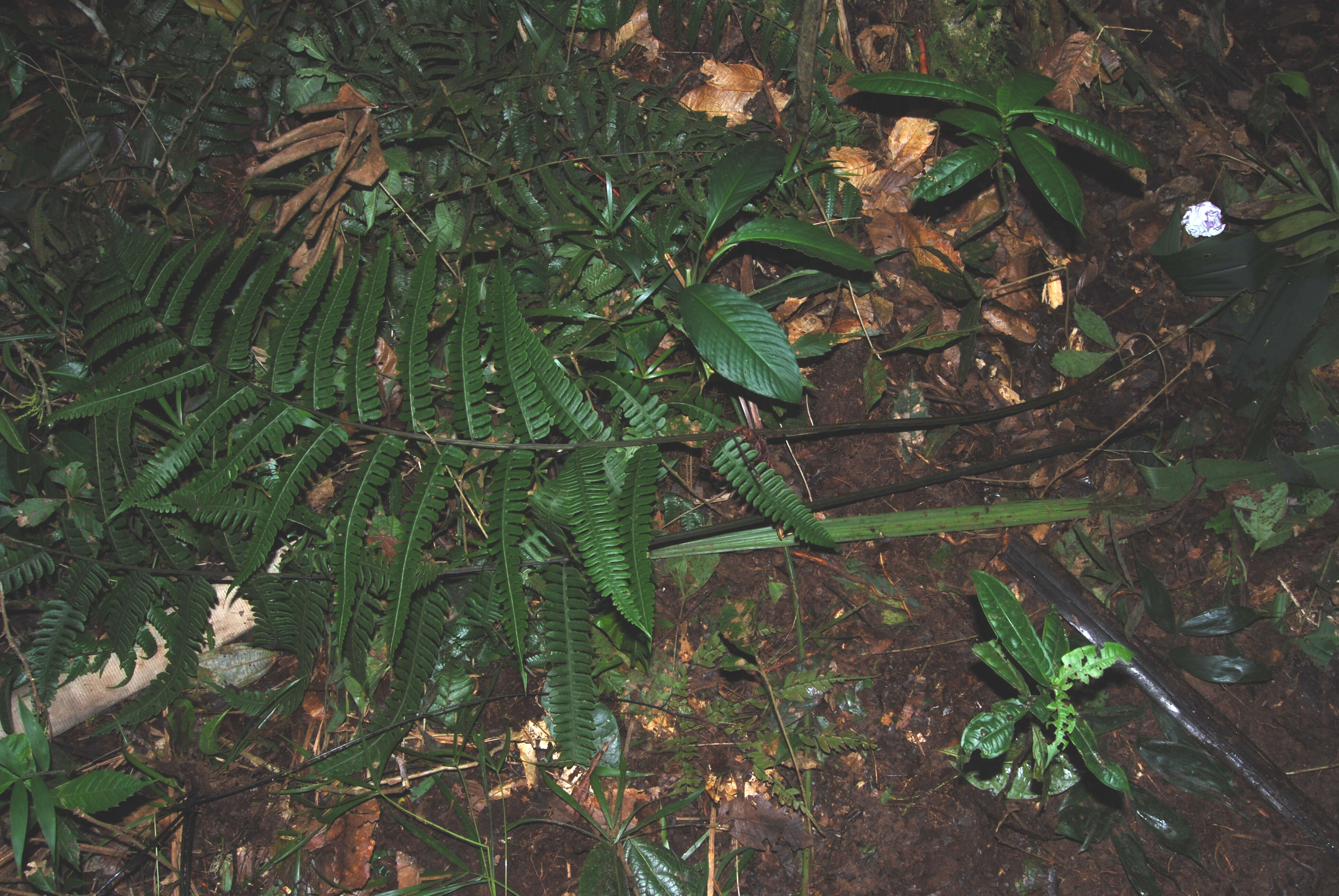 Image of mother ferns and dotted ferns