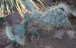 Image of Blue-leaf Cactus